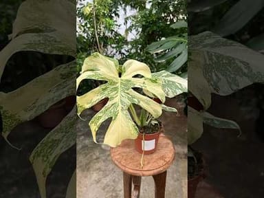 Baby Monstera #016 - Burle Marx Flame variegata (S)