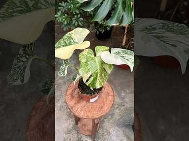 Philodendron #017 - Caramel Marble