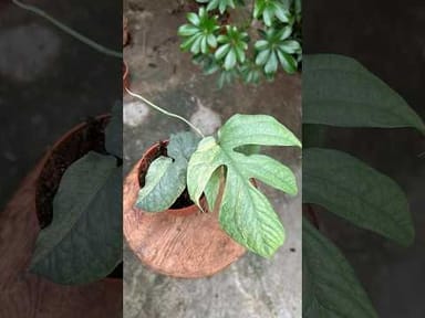 Alocasia #018 - Jacklyn variagata (M)