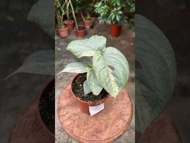 Alocasia #019 - Jacklyn variegata