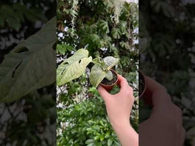 Rhaphidophora #020 - Puberula Variegata