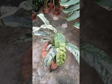 Alocasia #021 - Red Secret Variegata