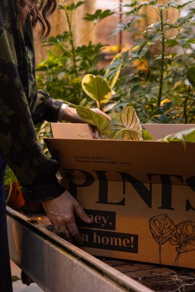 Rare plants sustainability box Medium Product set
