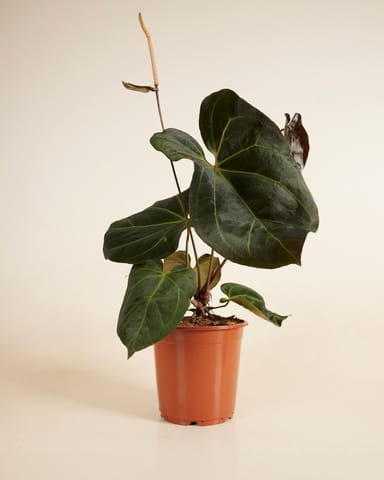 Rare plants sustainability box Large Product set