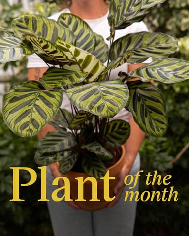 Calathea Pfeilwurze Makoyana