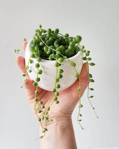 Baby Senecio String of pearls Rowleyanus