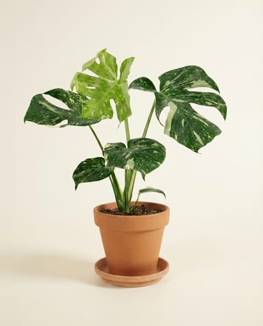 Monstera Fensterblatt Thai Constellation