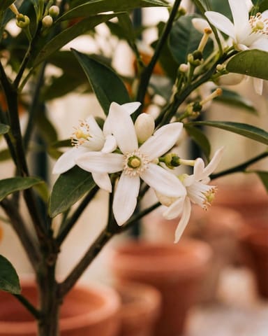 Citrus Orangenbaum Calamondin