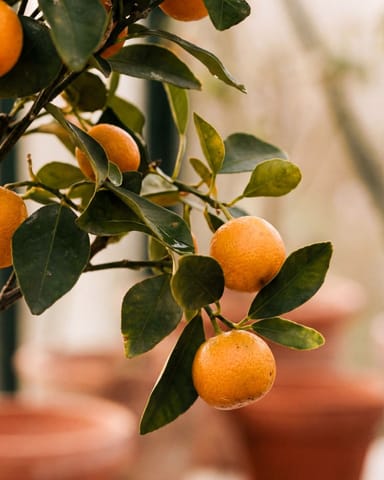 Citrus Orangenbaum Calamondin