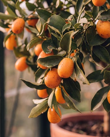 Citrus Kumquatbaum Kumquat