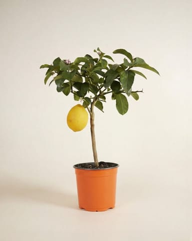 Citrus Zitronenbaum Lemon