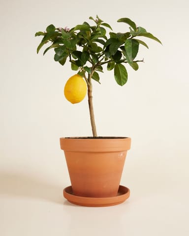 Citrus Zitronenbaum Lemon