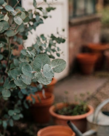 Eucalyptus Gunnii