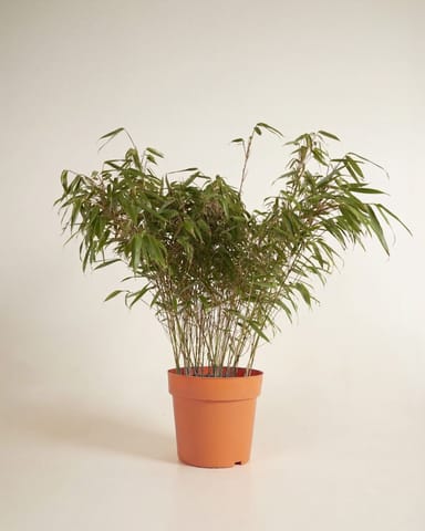 Fargesia Hohes Lampenputzergras Rufa Elegrass