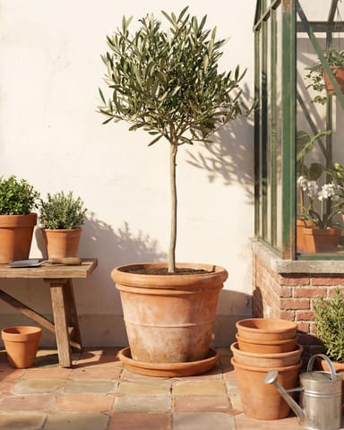 Olea Europaea