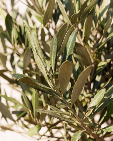 Olea Europaea