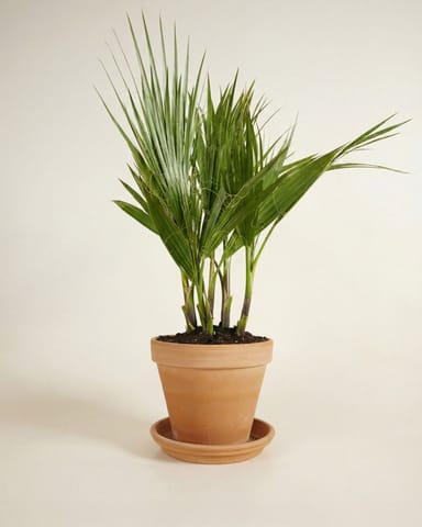 Washingtonia Mexikanische Fächerpalme Robusta
