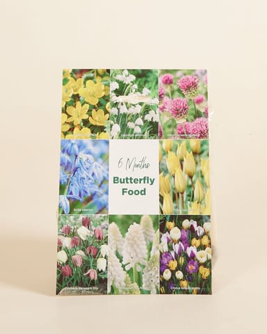 Baby Flower bulbs Flower bulbs - Butterfly 6 Month's Food
