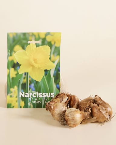 Baby Flower bulbs Flower bulbs - Narcissus Dutch Master