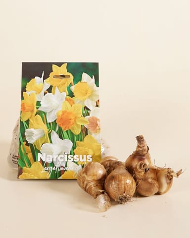 Baby Flower bulbs Flower bulbs - Narcissus Large Flower mix