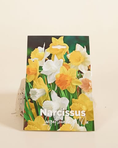 Baby Flower bulbs Flower bulbs - Narcissus Large Flower mix