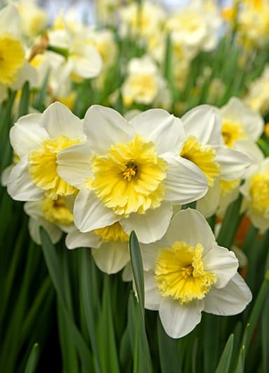 Baby Flower bulbs Flower bulbs - Narcissus Large Flower mix