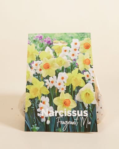 Baby Flower bulbs Flower bulbs - Narcissus Fragrant