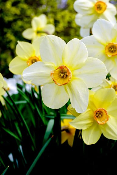 Baby Flower bulbs Flower bulbs - Narcissus Fragrant
