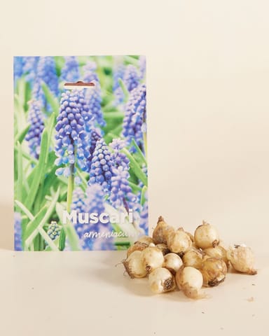 Baby Flower bulbs Flower bulbs - Muscari Armeniacum