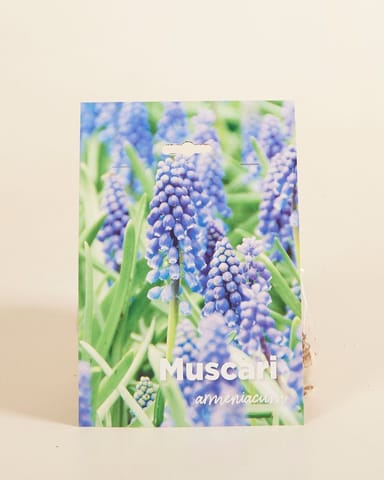 Baby Flower bulbs Flower bulbs - Muscari Armeniacum