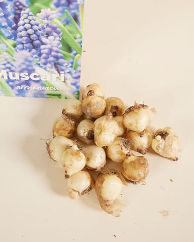 Baby Flower bulbs Flower bulbs - Muscari Armeniacum