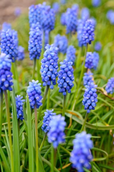 Baby Flower bulbs Flower bulbs - Muscari Armeniacum
