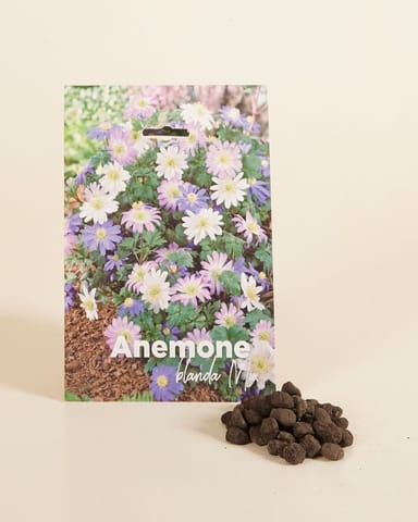 Baby Flower bulbs Flower bulbs - Anemone Blanda mix
