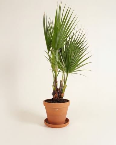 Washingtonia Mexikanische Fächerpalme Robusta