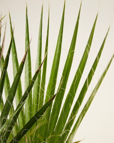 Washingtonia Mexikanische Fächerpalme Robusta