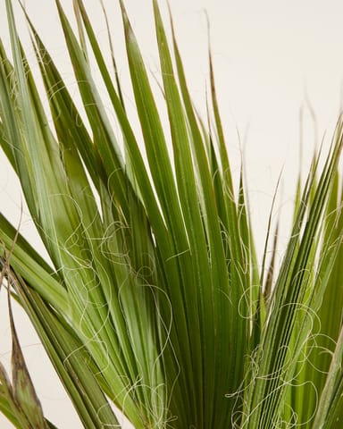 Washingtonia Mexikanische Fächerpalme Robusta