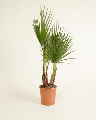 Washingtonia Mexikanische Fächerpalme Robusta