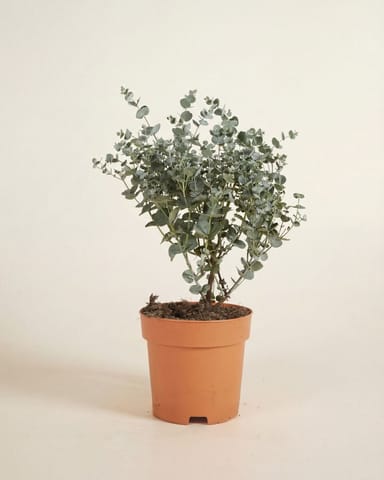 Eucalyptus Eukalyptus Gunnii Azura