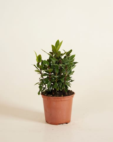 Laurus Lorbeerbaum Nobilis