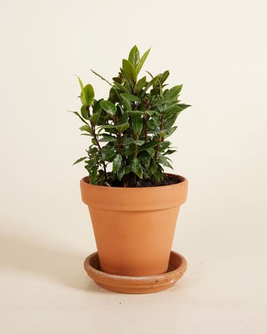 Laurus Lorbeerbaum Nobilis