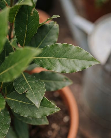 Laurus Lorbeerbaum Nobilis