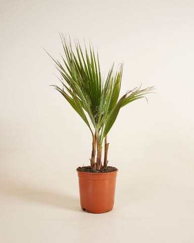 Washingtonia Mexikanische Fächerpalme Robusta