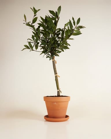 Laurus Lorbeerbaum Nobilis