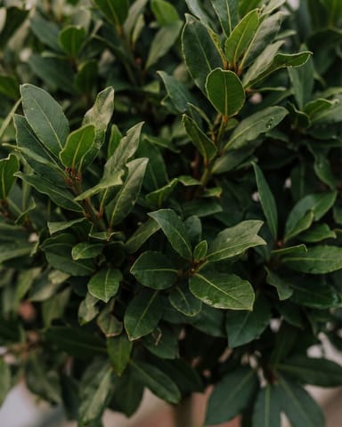 Laurus Lorbeerbaum Nobilis