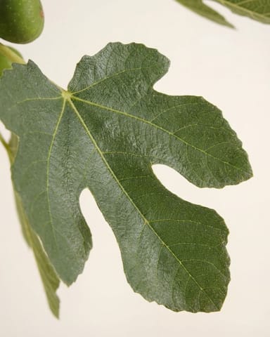 Ficus Feigenbaum Carica