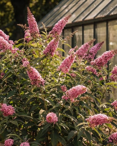 Buddleja Butterfly Candy Little Pink