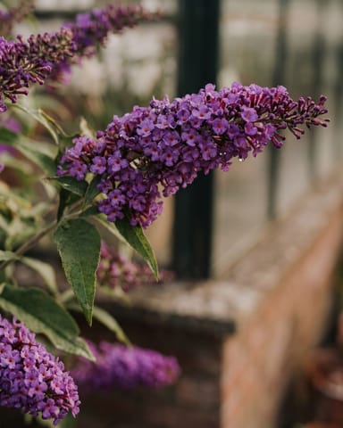 Buddleja Schmetterlingsflieder Butterfly Candy Little Purple