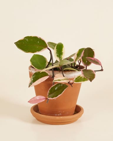 Hoya Wachsblume Flamingo Dream 'Star of Java'