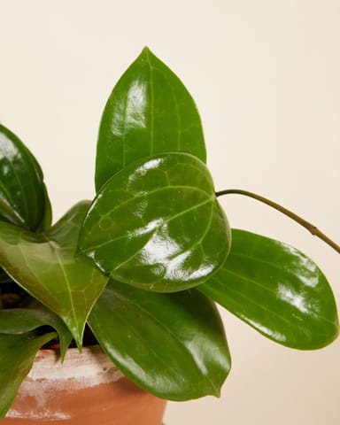 Hoya Wachsblume Quinquenervia 'Star of Madura'