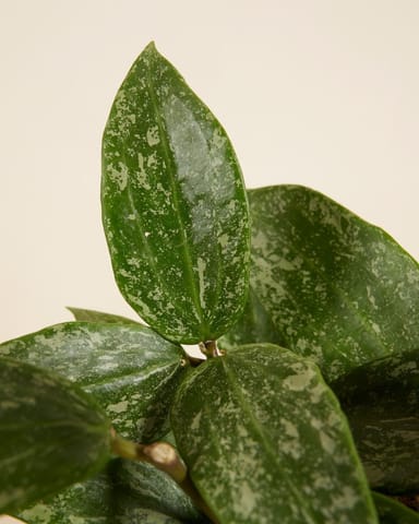 Hoya Wachsblume Rangsan 'Star of Borneo'